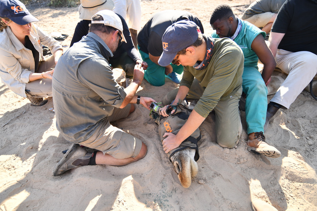 Zander Galli helps put a tracking device on a giraffe