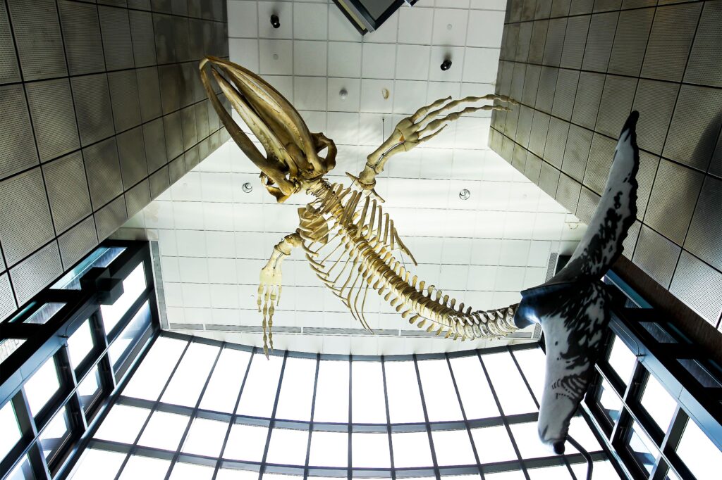 Whale skeleton hangs from ceiling in Phelps Science Center