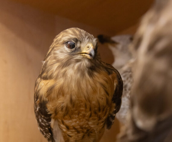 image for Cabinets of Curiosities