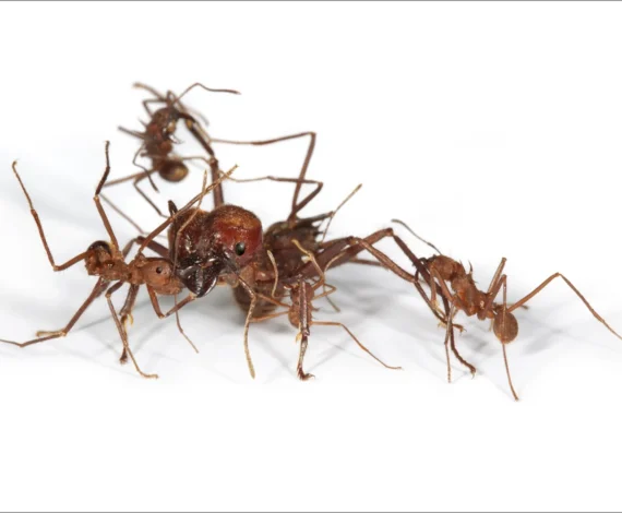 image for What’s all the buzz about?