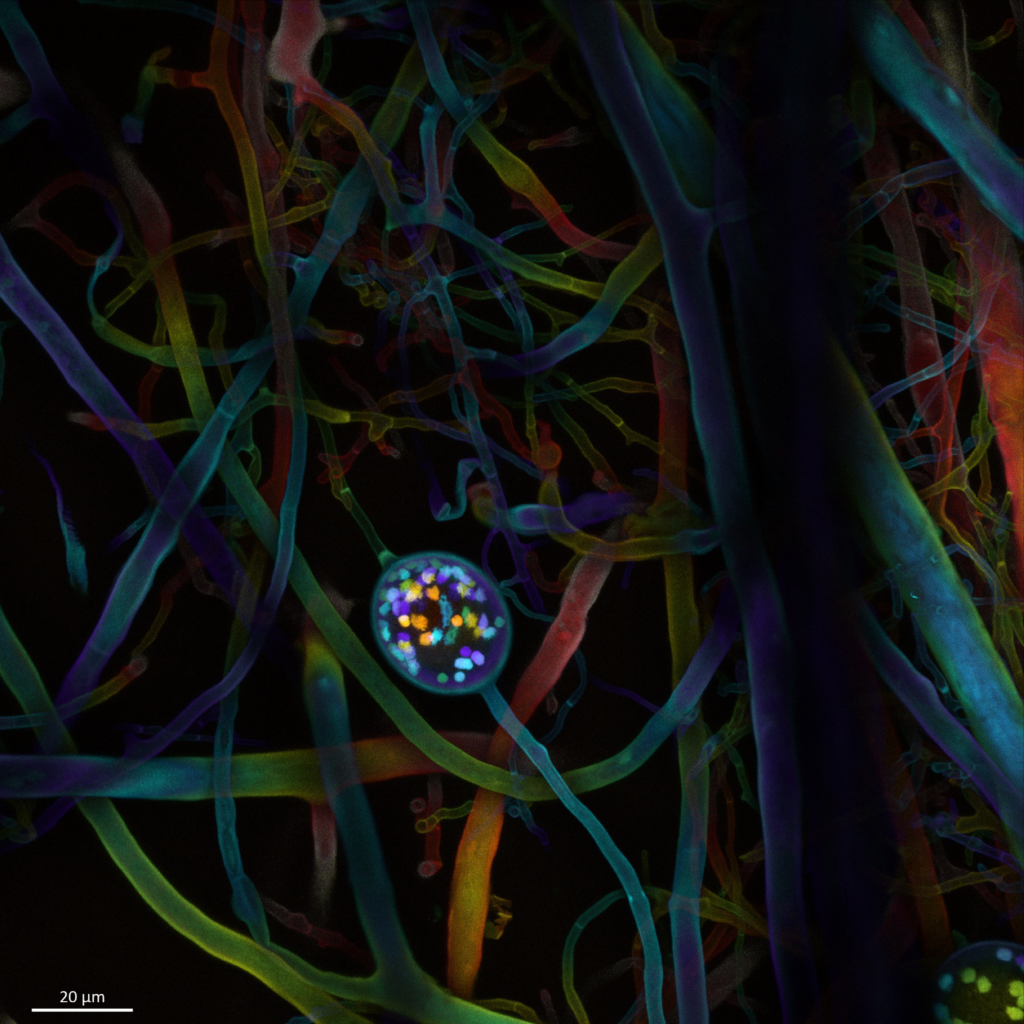 Image missing alt text