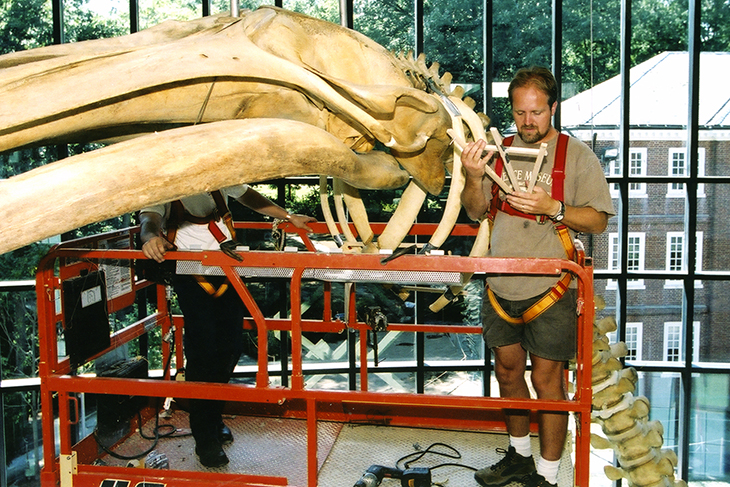 A worker prepares the suspend the whale's skeleton from the ceiling
