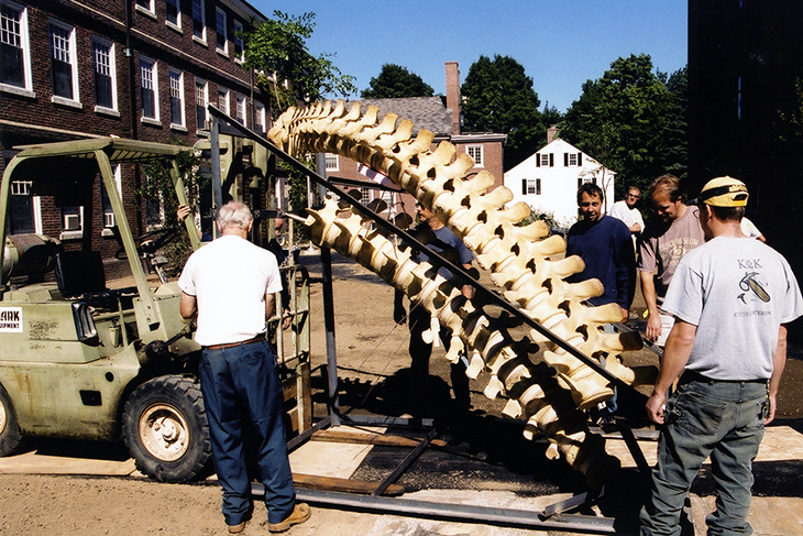 Workers prepare to transport the whale's skeleton