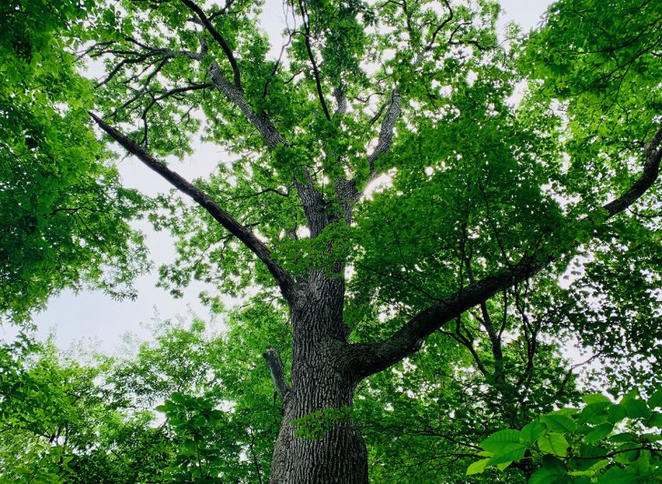 Champion swamp white oak