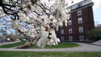 Spring blossoms on Exeter's campus