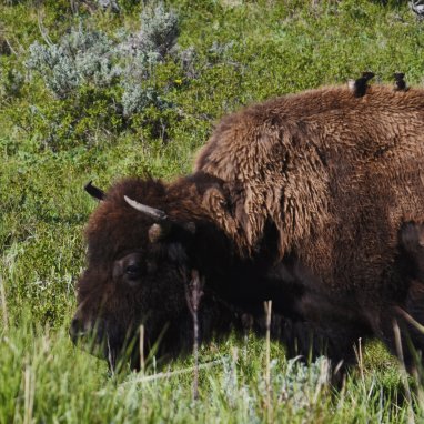 A bison walking in a field
