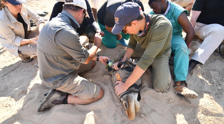 Zander Galli helps put a tracking device on a giraffe